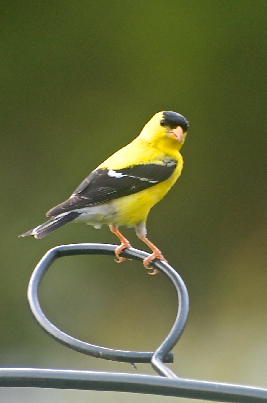 image gallery nc birds image gallery nc birds