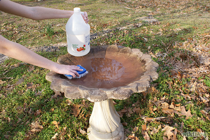 follow these tips on how to clean your birdbath backyard follow these tips on how to clean your birdbath backyard