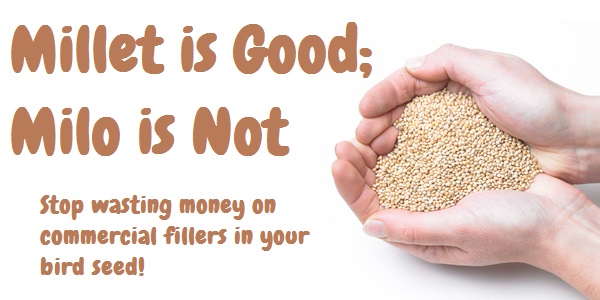 millet is good milo is not backyard birds the bird millet is good milo is not backyard birds the bird