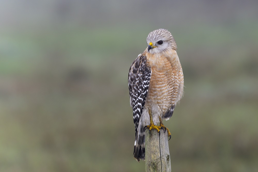 red shouldered hawk migration in north carolina backyard red shouldered hawk migration in north carolina backyard