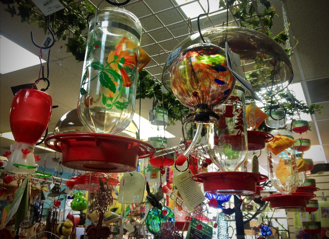 hummingbird feeder sale and extended hours friday august hummingbird feeder sale and extended hours friday august